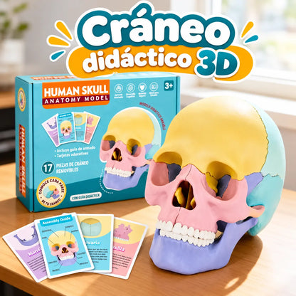 Cráneo Didáctico 3D 🧠